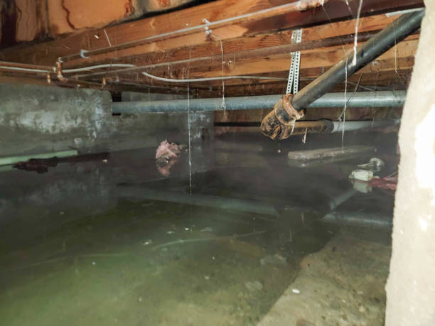 Best Flood restoration services  in Whitehouse, TX