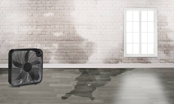 Best Mold removal after water damage  in Whitehouse, TX